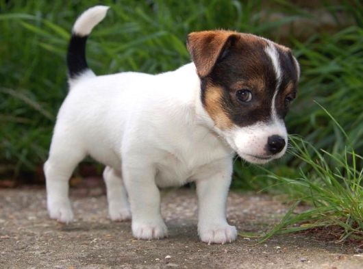 A Kalite Dişi Erkek Jack Russell Yavrular görsel