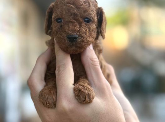 Red Brown A Kalite Yavrularımız görsel