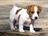 A Kalite Dişi Erkek Jack Russell Yavrular