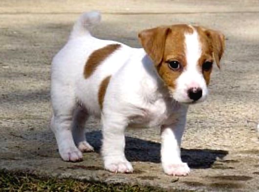 A Kalite Dişi Erkek Jack Russell Yavrular görsel