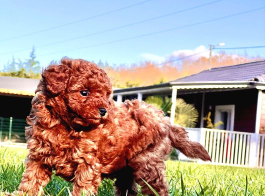 Benzersi̇z Toy Poodle Yavrulari Çi̇ftli̇kten görsel