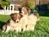 Özel Renk Border Collie Yavruları
