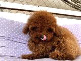 Teacap Poodle