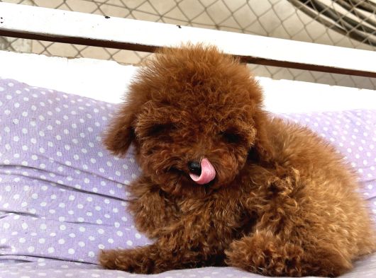 Teacap Poodle görsel