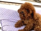 Teacap Poodle