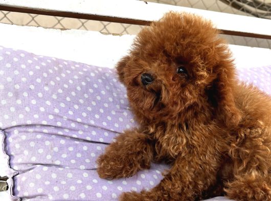 Teacap Poodle görsel