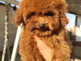 Teacap Poodle