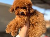 Teacap poodle
