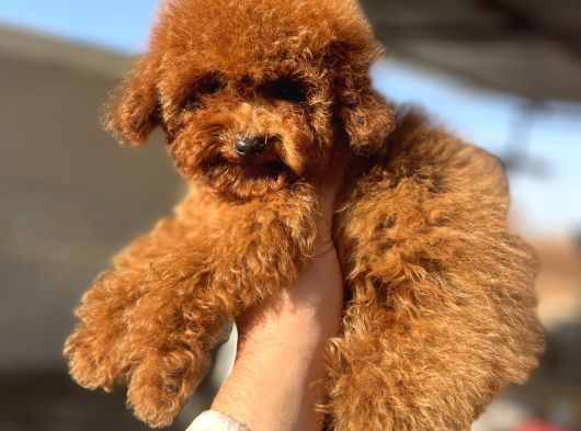 Teacap Poodle