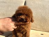 Teacap Poodle