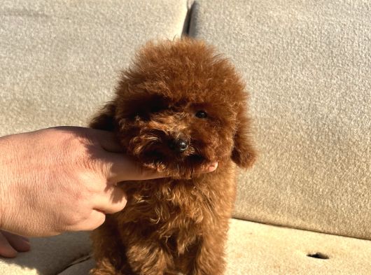 Teacap Poodle görsel