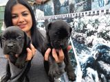 Safkan Canecorso Yavrularimiz