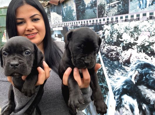 Safkan Canecorso Yavrularimiz görsel
