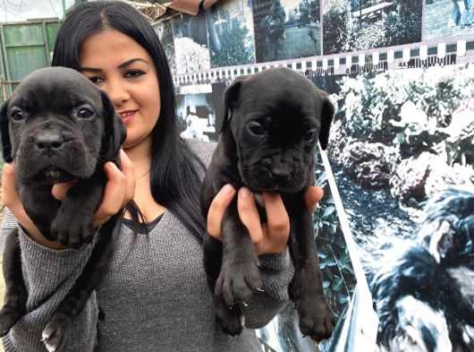 Safkan Canecorso Yavrularimiz görsel