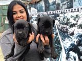 Safkan Canecorso Yavrularimiz