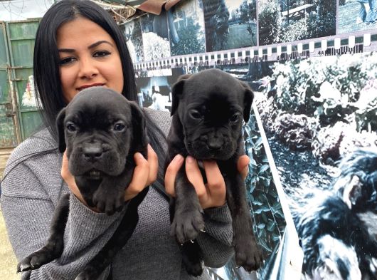 Safkan Canecorso Yavrularimiz görsel
