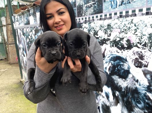 Safkan Canecorso Yavrularimiz görsel