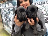 Safkan Canecorso Yavrularimiz