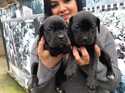 Safkan Canecorso Yavrularimiz görsel