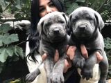 SAFKAN CANECORSO YAVRULARIMIZ
