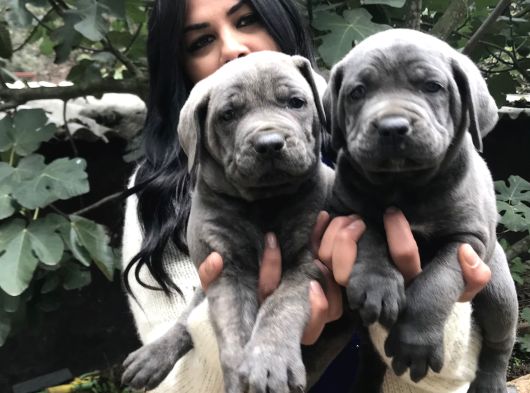 SAFKAN CANECORSO YAVRULARIMIZ