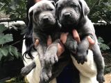 Safkan Canecorso Yavrularimiz