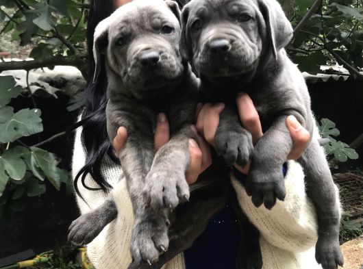Safkan Canecorso Yavrularimiz görsel