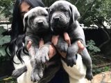Safkan Canecorso Yavrularimiz