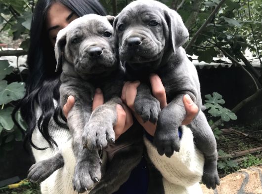 Safkan Canecorso Yavrularimiz görsel