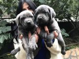 Safkan Canecorso Yavrularimiz