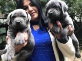Safkan Canecorso Yavrularimiz