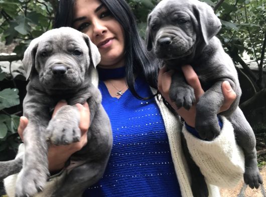 Safkan Canecorso Yavrularimiz görsel
