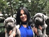 Safkan Canecorso Yavrularimiz