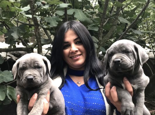 Safkan Canecorso Yavrularimiz görsel