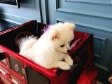 6 Aylık Dişi Sevimli Beyaz Pomeranian