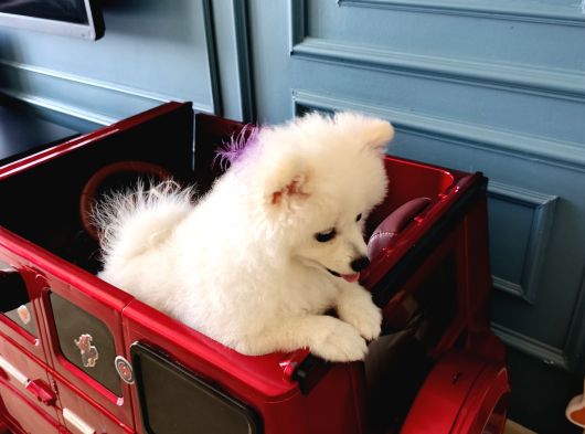 6 Aylık Dişi Sevimli Beyaz Pomeranian