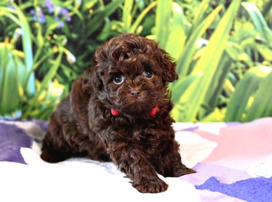 Chocolate Brown Teacup Kore Bebek Aşili görsel