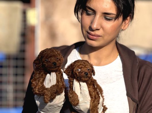 Kore Poodle Yavrularımız görsel