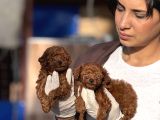 Toy Poodle Yavrularımız