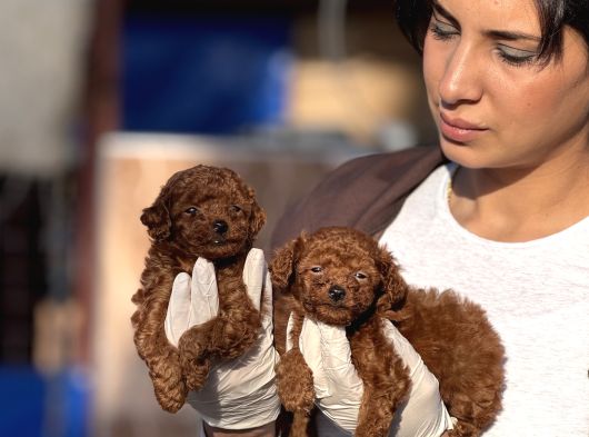Kore Poodle Yavrularımız