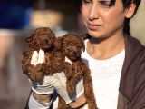 Toy poodle yavrularımız