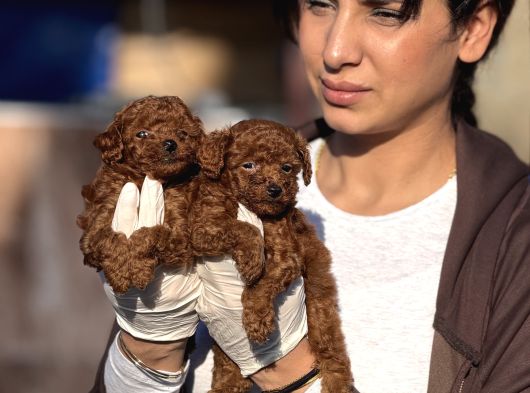 Toy Poodle Yavrularımız