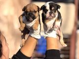 Egzotik ingliZ bulldog