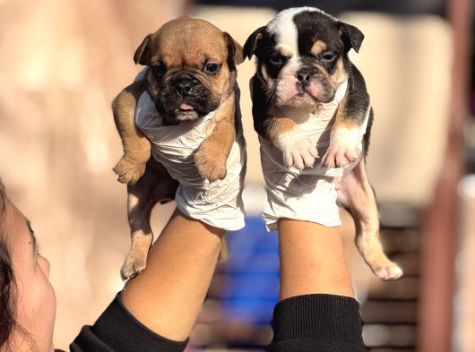 Egzotik Ingliz Bulldog