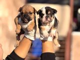 Egzotik Ingliz Bulldog