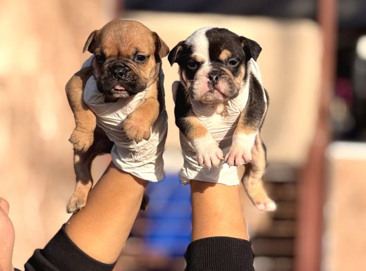 Egzotik Ingliz Bulldog görsel