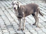 CHOCOLATE MERLE TÜRKİYEDE TEK LABRADOR NADİR BULUNAN