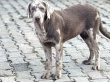 Chocolate Merle Türki̇yede Tek Labrador Nadi̇r Bulunan
