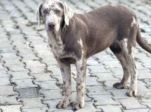 Chocolate Merle Türki̇yede Tek Labrador Nadi̇r Bulunan görsel