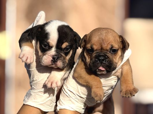 Egzotik Ingliz Bulldog görsel